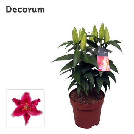 Lilium Or Starlight Express (decorum)