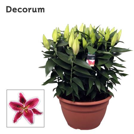 Lilium Or Starlight Express Xl 15pp (decorum)
