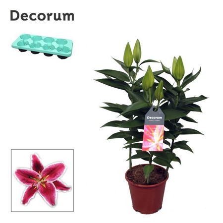 Lilium Or Starlight Express 3pp (decorum)