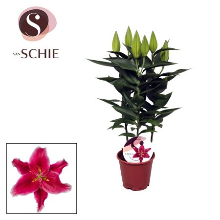 Lilium Or Starlight Express 3pp