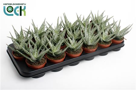Aloe Snow Flake