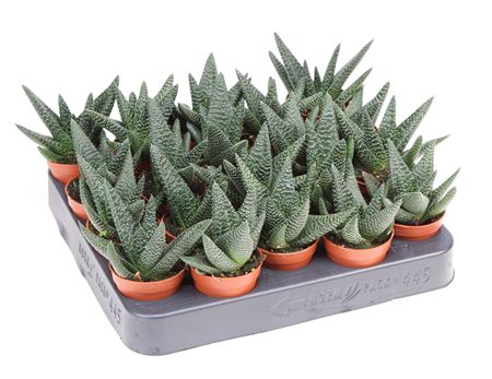 Haworthia Royal Highness