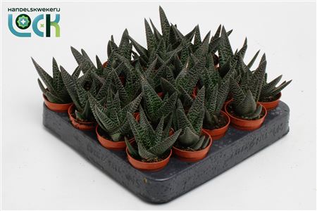 Haworthia Gasworthia Royal Highness