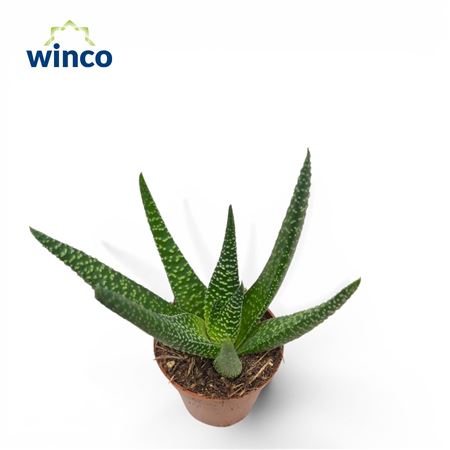 Haworthia Royal Highness