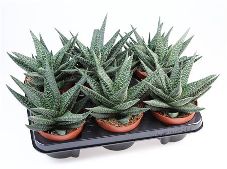 Haworthia Royal Highness