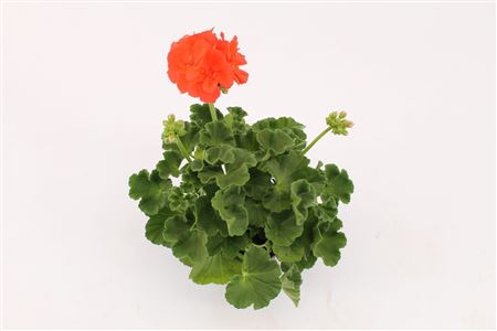 Pelargonium Zon Summer Idols Orange