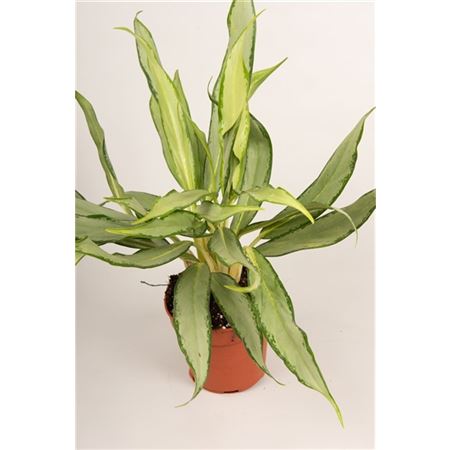 Aglaonema White Lance