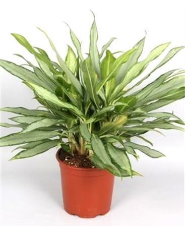 Aglaonema White Lance