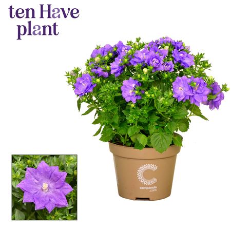 Campanula Iso Dublin Blue