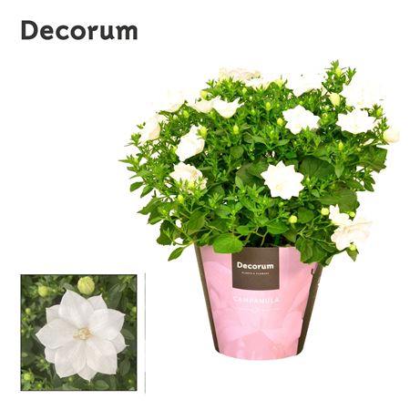 Campanula Iso Dublin White (decorum)