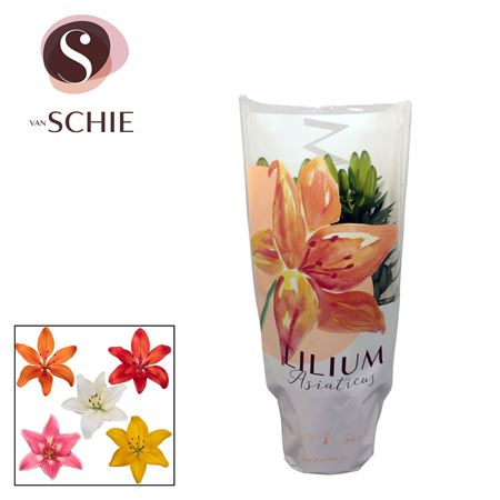 Lilium As Mix 2pp