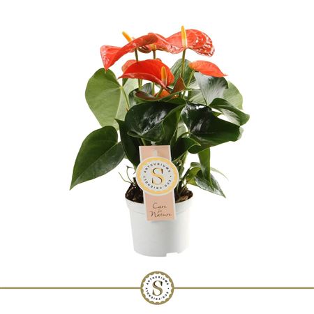 Anth An Orange Champion 5+ (stolk)