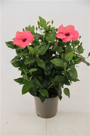 Hibiscus Venetie Pink
