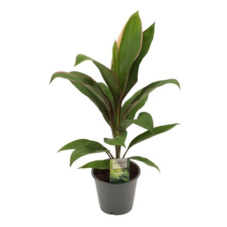 Cordyline Salsa