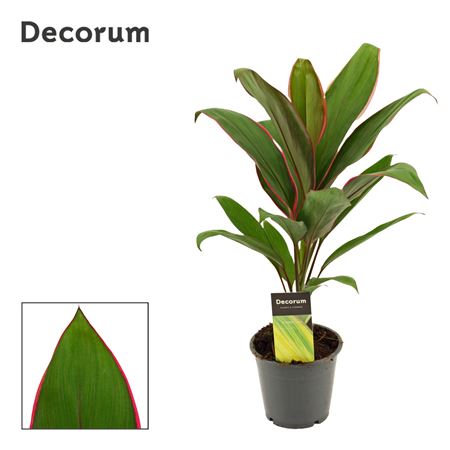 Cordyline Salsa (decorum)