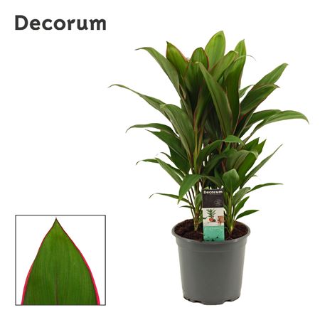 Cordyline Salsa 3pp (decorum)