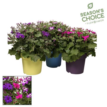 Senetti 'gemengd' P25