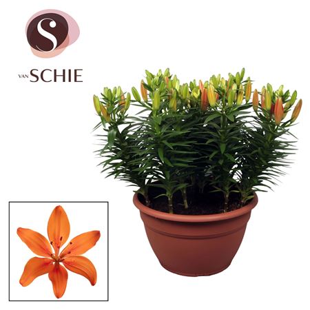 Lilium As Matrix Orange Xl 15pp