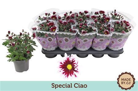 Chrys Special Ciao