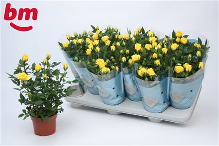 Rosa Amazing Jewel (bm)