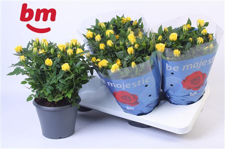 Rosa Jewel Patio Amazing (bm)