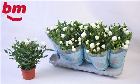 Rosa Polar Jewel Beau Monde