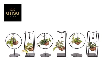 Hoya Shelly Cube/ring Mix (medium)