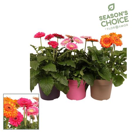 Gerbera Patio Mix