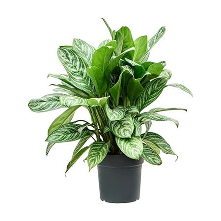 Aglaonema Stripes