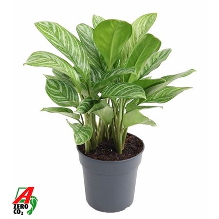 Aglaonema Stripes
