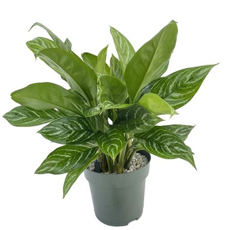 Aglaonema Stripes