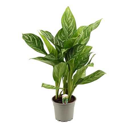 Aglaonema Stripes