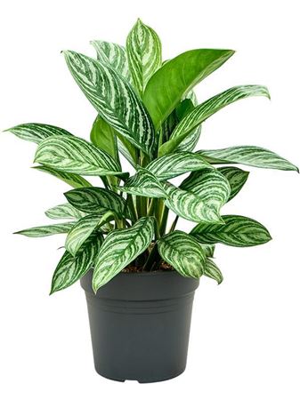 Aglaonema Stripes