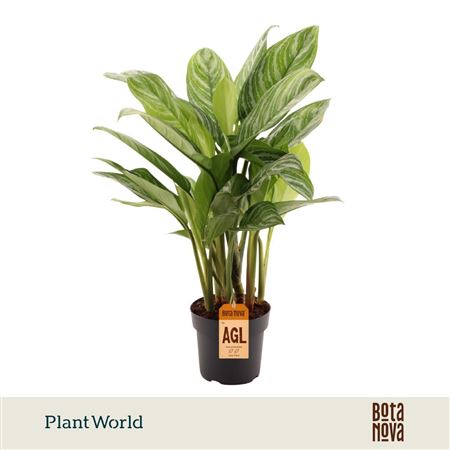 Aglaonema Stripes