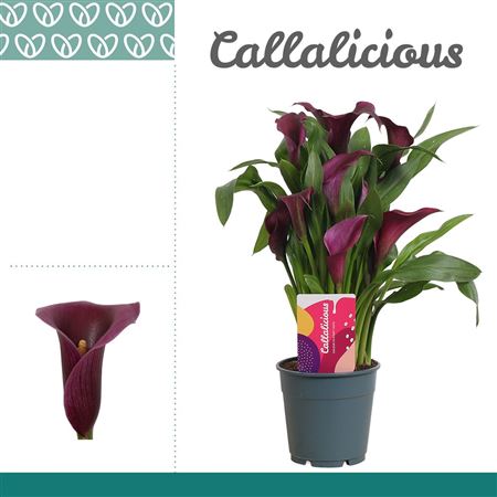 Zantedeschia Purple Paco