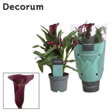 Zantedeschia Purple (decorum)