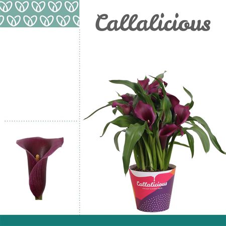 Zantedeschia Purple Paco In Potcover