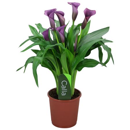 Zantedeschia Purple
