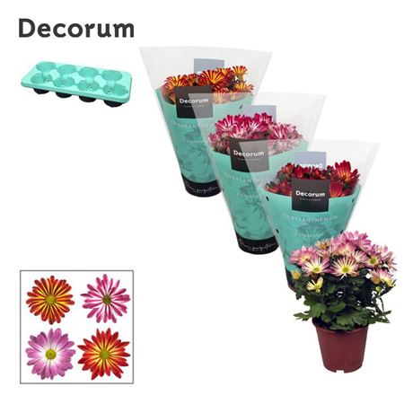 Chrys Margarita Bicolor Mix (decorum)