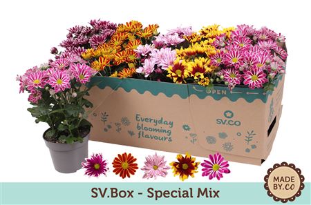 Chrysant Special Mix In Sv.box