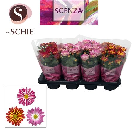 Chrys Margarita Bicolor Mix