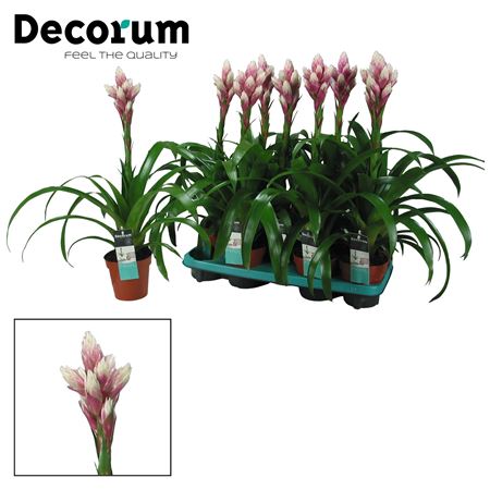 Guzmania Candy (decorum)