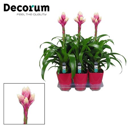 Guzmania Candy Luxe Keramiek (decorum)