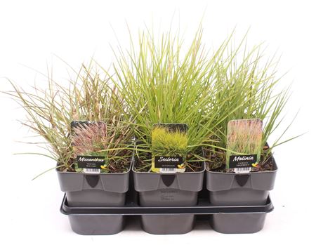 Grass Mix