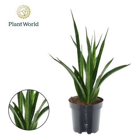 Sansevieria Kirkii 'friends'