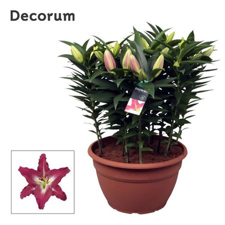 Lilium Or Entertainer Xl 15pp (decorum)