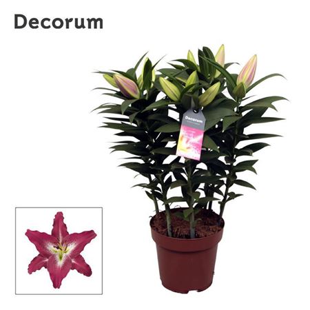 Lilium Or Entertainer 5pp (decorum)