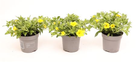 Calibrachoa Cabaret Bright Yellow