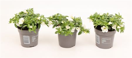 Calibrachoa Cabaret Compact White