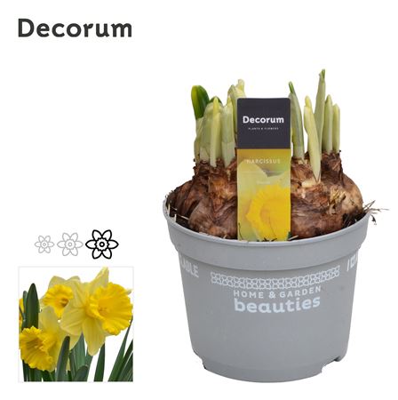 Narcissus Kiss Me (decorum)